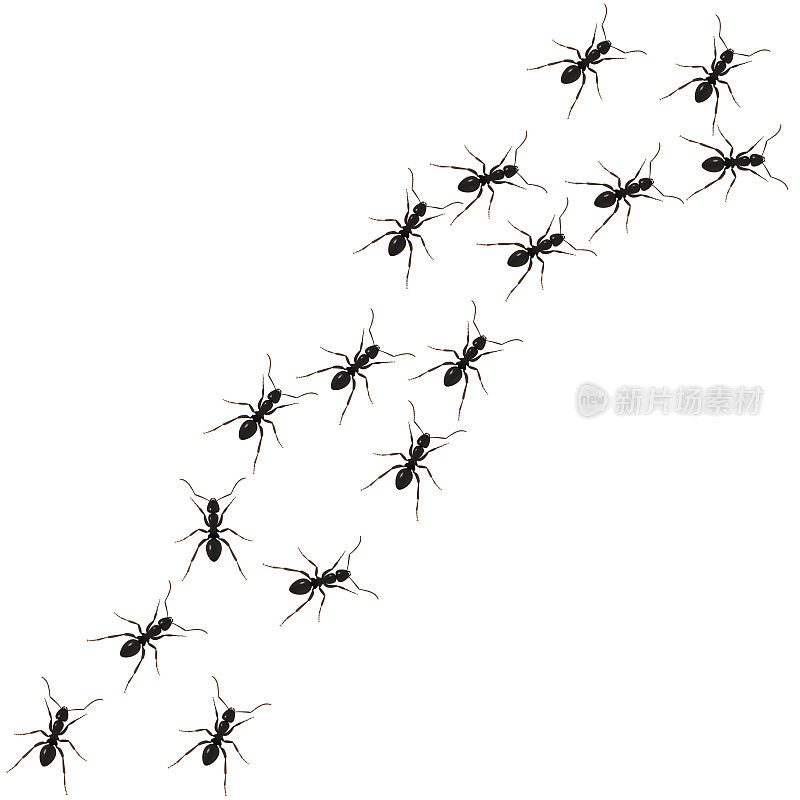 Ants group